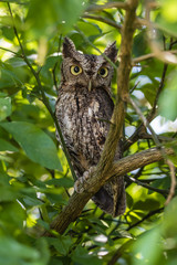 EASTERN SCREECH OWL