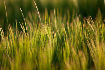 Obraz premium Getreideähren