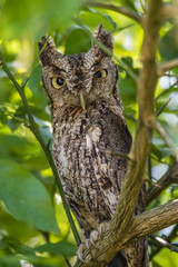 EASTERN SCREECH OWL