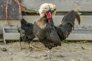 Holland dwarf rooster