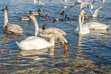 gulls, ducks and swans