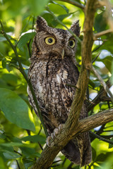 EASTERN SCREECH OWL
