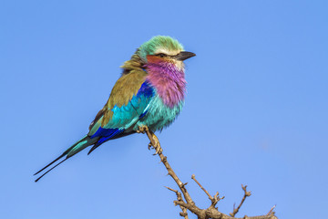 Lilac-breasted roller in Kruger National park, South Africa