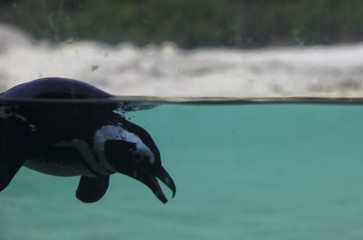 Penguin under water