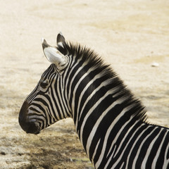 Fototapeta na wymiar Zebra's head in close up