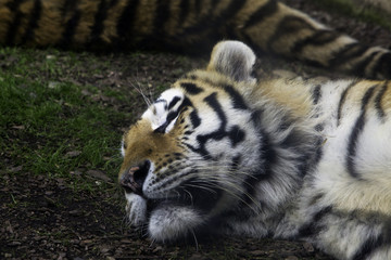 Tiger sleeping on the ground