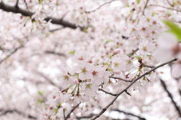 桜