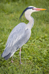 Fototapeta premium Heron