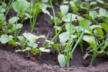 Homemade vegetable young green onion and young radish on a vegetable plantation in the garden.