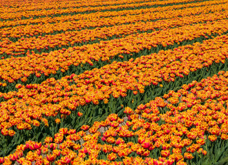 Large field of orange tulips
