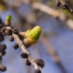 Siberian larch needle bud on branch in spring on bokeh background, selective focus, shallow DOF