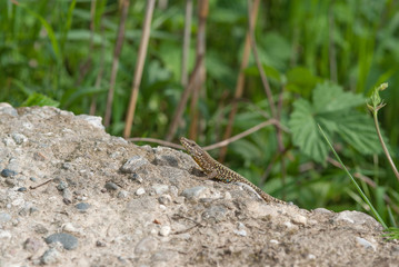Lucertola su una parete
