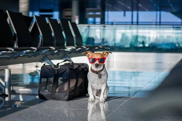 Store enrouleur occultant Chien fou dog in airport terminal on vacation