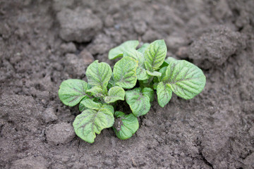 Homemade vegetative young green potatoes on a vegetable plantation in the garden.