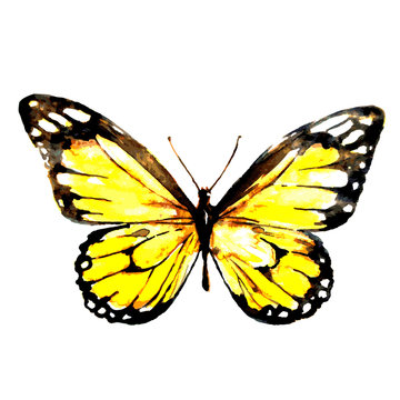 yellow butterfly,watercolor,isolated on a white