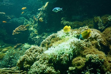 Naklejka na ściany i meble Koralle im Atoll