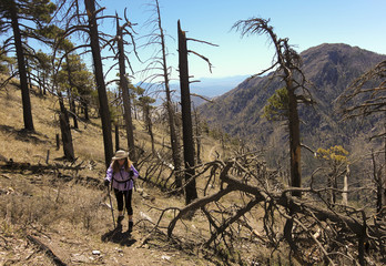 Fototapeta na wymiar A Hiker Makes Her Way Through Forest Fire Devastation