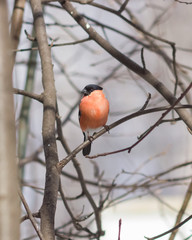 Red-colored Male of Eurasian Bullfinch, Pyrrhula pyrrhula, close-up portrait on branch with bokeh background, selective focus, shallow DOF