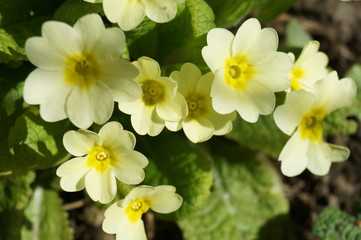 Yellow primula flowers in garden
