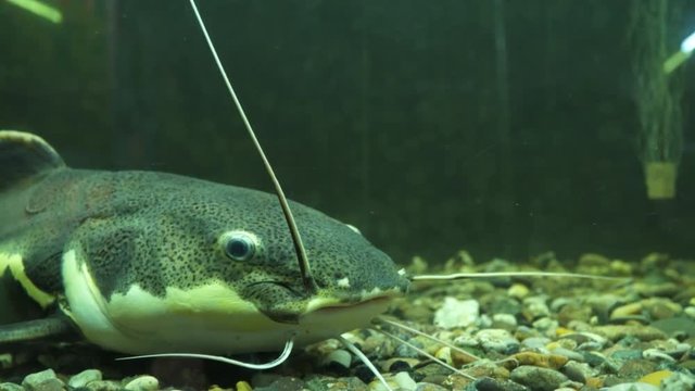 Clarias gariepinus or African sharptooth catfish