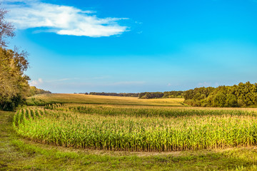 Obraz premium Field of young green growing corn under blue sky. Summer agricultural landscape.