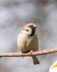 Eurasian Tree Sparrow, Passer montanus, close-up portrait in branches with bokeh background, selective focus, shallow DOF