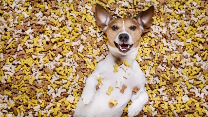 Printed roller blinds Crazy dog hungry dog in big  food mound