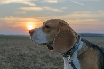 Beagle walking in field at sunset