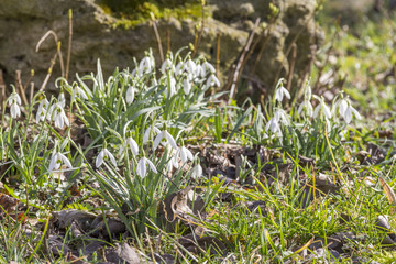 lots of snowdrop plants