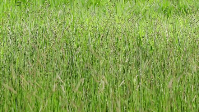 Fundo verde de capinzal.