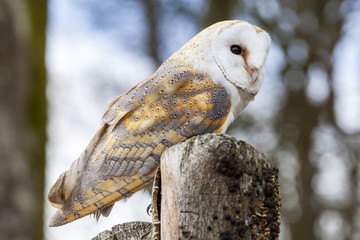 Barn Owl