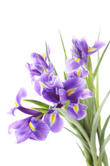Bouquet of iris flowers isolated on a white