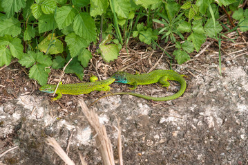 ramarri su una parete