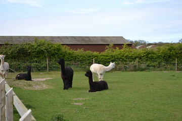lamas on field 