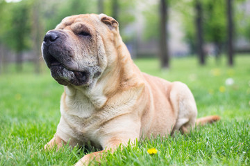 Shar Pei dog