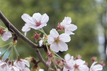 桜