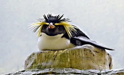 Plexiglas foto achterwand het fokken van rockhopperpinguïn © leopold