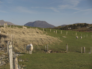 Obraz premium Green field with lambs and mountains in the background.
