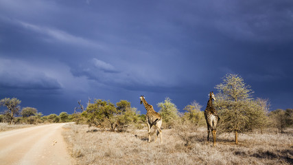 Giraffe in Kruger National park, South Africa © PACO COMO