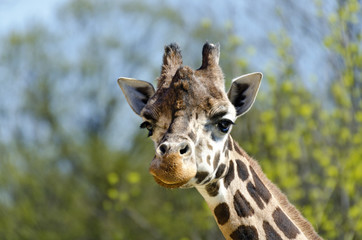  head of a giraffe