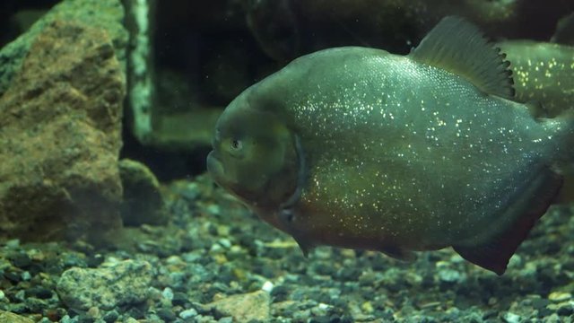 Piranhas are swimming in an aquarium. Close-up