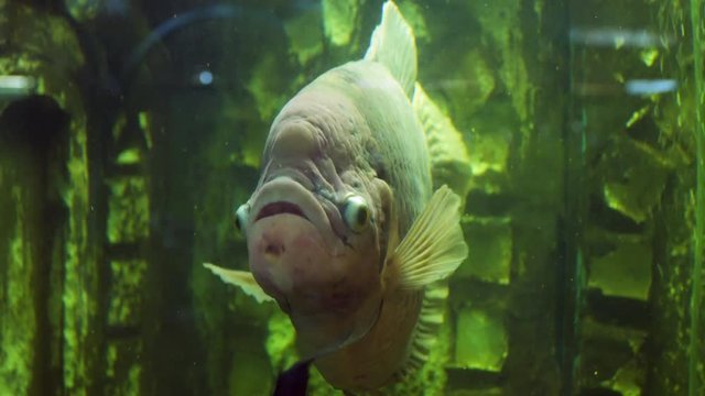 Osphronemus goramy in aquarium. Close-up