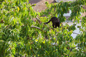 Black cat with yellow eyes hunting in a tree with green leaves in a bright morning