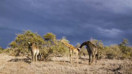 Fototapeta na wymiar Giraffe in Kruger National park, South Africa