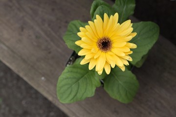 Yellow flower