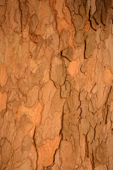 Bark plane tree texture close up