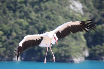 Cigogne en vol