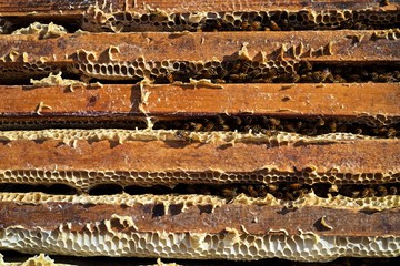 Bees o wax-containing frames in beehive