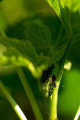Spring time ants and aphids on blackcurrant bush leaves