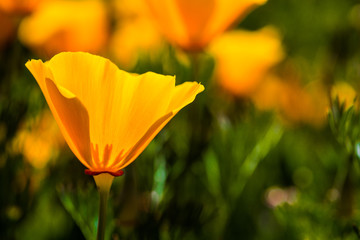 Fototapeta premium Orange California poppies